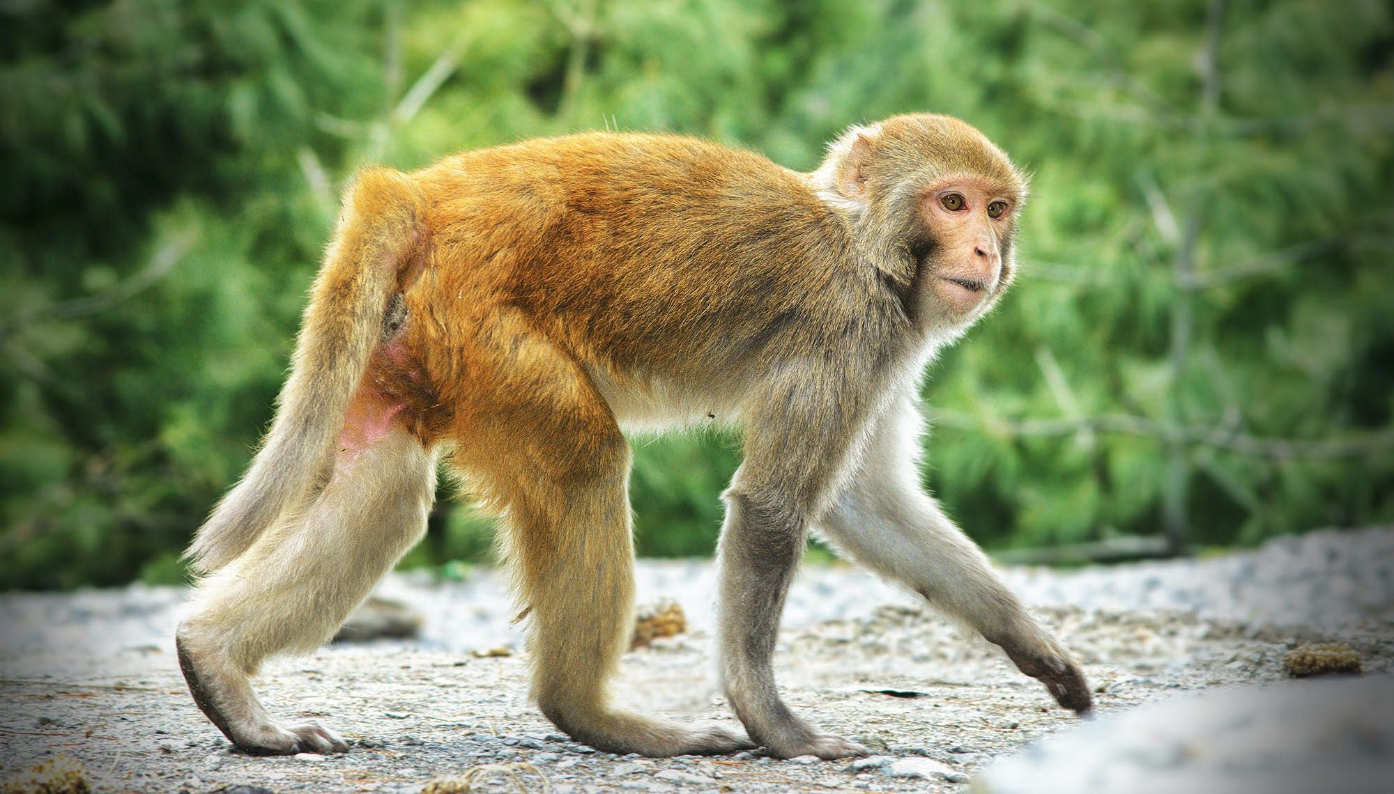 Tobii nonhuman primate